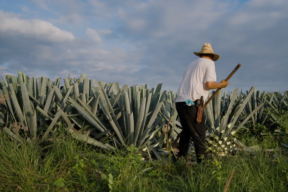 vista-posterior-de-un-agricultor-con-un-sombrero-de-paja-cosechando-una-planta-de-agave-en-el-campo